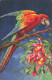 C791 FANTAISIE Perroquet - Birds