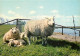 Animaux - Moutons - Groeten Van Bei Eiland Ameland - CPM - Carte Neuve - Voir Scans Recto-Verso - Other & Unclassified