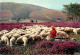 Animaux - Moutons - Limousin - Les Monedières - Bergère Et Son Troupeau - Champs De Bruyères - CPM - Voir Scans Recto-Ve - Autres & Non Classés