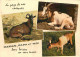 Animaux - Chèvres - Carte à Message Humoristique - CPM - Voir Scans Recto-Verso - Other & Unclassified