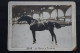 Photo équitation   Cheval   AZUR  étalon - Anciennes (Av. 1900)