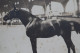 Photo équitation   Cheval   AZUR  étalon - Anciennes (Av. 1900)
