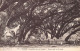 TAHITI - Cimetière Dans La Brousse - Ed. G. Sage 17 - Polynésie Française
