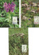 Carte Maximun Europe Sur Les Fleurs  Rose Coucou Plantes Médicinales Lot De 5 Variés - Autres - Europe