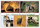 TH-ANIMAUX DE NOS MONTAGNE-N°T2658-C/0063 - Other & Unclassified