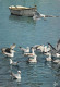 29-BRETAGNE MOUETTES DANS LE PORT-N°T2660-D/0303 - Sonstige & Ohne Zuordnung