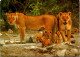 20-5-2024 (5 Z 38) South Africa (posted To Australia) Lion Family - Löwen