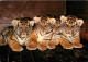 72621688 Tiger Zoo Basel Tiger-Vierlinge - Autres & Non Classés