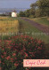 72555778 Chatham_Massachusetts Sommerblumen Bei Der Windmuehle - Sonstige & Ohne Zuordnung
