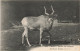 75-PARIS-JARDIN DES PLANTES ANTILOPE ADDAX-N°T5308-A/0103 - Parks, Gardens