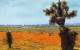 R068574 Among Antelope Valley. Chris Cards - Monde