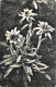 Postcard Switzerland Edelweiss Flower - Other & Unclassified