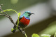 Rwanda - Volcanoes National Park - Oideaux - Sunbird - Parc Des Volcans - Zoo - CPM - Carte Neuve - Voir Scans Recto-Ver - Rwanda