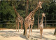 Animaux - Girafes - Zoo De La Palmyre - Girafes Et Leur Bébé Né Au Zoo - Girafon - Carte Neuve - CPM - Voir Scans Recto- - Giraffen