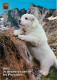 Animaux - Chiens - Chien Des Pyrénées - Chiots - Au Fond Le Vignemale - CPM - Voir Scans Recto-Verso - Dogs