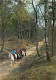 Animaux - Chevaux - Pays Bas - Dwingeloo - Promenade Equestre En Forêt - Voir Scans Recto Verso  - Horses