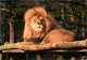 Animaux - Fauves - Lion - Réserve Africaine Du Château De Thoiry En Yvelines - Zoo - CPM - Voir Scans Recto-Verso - Löwen