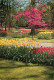 Pays-Bas - Nederland - Lisse - Keukenhof - Fleurs - CPM - Voir Scans Recto-Verso - Lisse