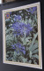 Tenerife - Jardines De Tenerife - Agapanthus - Lirio Azul - FISA, Barcelona - Armando Perez, Santa Cruz De Tenerife - Tenerife