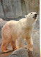 Animaux - Ours - Ours Blanc - Bear - CPM - Voir Scans Recto-Verso - Bears