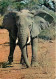 Animaux - Eléphants - Faune Africaine - CPM - Voir Scans Recto-Verso - Elephants