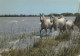 EN CAMARGUE AVEC LES GARDIANS  Chevaux Sauvages Dans Les Marais - Horses