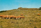 Animaux - Moutons - Environs De Lacaune Les Bains - Pâturage Au Pied Du Pic Du Montalet à 1266 M. D'altitude - CPM - Voi - Autres & Non Classés