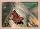 Animaux - Papillons - CPM - Voir Scans Recto-Verso - Butterflies