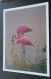 La Camargue En Languedoc - Flamants Roses Dans La Douceur Du Couchant - Editions AGEP, Marseille - Other & Unclassified