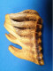 Dent De Pachyderme Fossilisée ( Mammouth Ou éléphant ) - Other & Unclassified