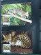 Delcampe - Collection Théme WWF Neufs** Timbres Enveloppes Salvador Tanzanie Bénin - Autres & Non Classés