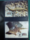 Collection Théme WWF Neufs** Timbres Enveloppes Cap Vert Mali Kongo  - Sonstige & Ohne Zuordnung