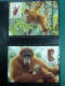 Delcampe - Collection WWF Timbres Neufs**et Enveloppes De Liechtenstein Kenya Tchad - Other & Unclassified
