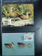 Delcampe - Collection WWF Album, Timbres Neufs ** Enveloppes Algérie Botswana Fidji - Andere & Zonder Classificatie