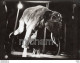 THEME -PHOTO - CIRQUE -  CLOWN  - FRATELLINI     - Photos Ancienne PAS CARTE POSTALE     Elephant - Photographie