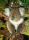 Animaux - Koalas - CPM - Voir Scans Recto-Verso - Other & Unclassified