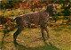 Chiens - CPM - Voir Scans Recto-Verso - Dogs