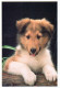 HUND Tier Vintage Ansichtskarte Postkarte CPSM #PBQ502.A - Dogs