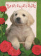 PERRO Animales Vintage Tarjeta Postal CPSM #PBQ434.A - Dogs