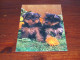 Delcampe - 76367-       10 CARDS - HONDEN / DOG DOGS / HUNDE / CHIENS / PERROS - Dogs