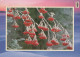 FLOWERS Vintage Postcard CPSM #PAS364.GB - Flowers