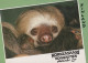 MONKEY Animals Vintage Postcard CPSM #PAN980.GB - Monos