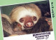 MONKEY Animals Vintage Postcard CPSM #PAN980.GB - Monkeys