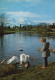 BIRD Animals Vintage Postcard CPSM #PAN328.GB - Birds
