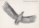 BIRD Animals Vintage Postcard CPSM #PAN206.GB - Birds