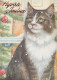 CAT KITTY Animals Vintage Postcard CPSM #PAM457.GB - Cats