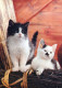 CAT KITTY Animals Vintage Postcard CPSM #PAM579.GB - Cats