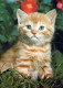 GATTO KITTY Animale Vintage Cartolina CPSM #PAM086.IT - Cats