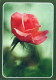 FLOWERS Vintage Postcard CPSM #PBZ471.GB - Flowers