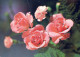 FLOWERS Vintage Postcard CPSM #PBZ351.GB - Flowers